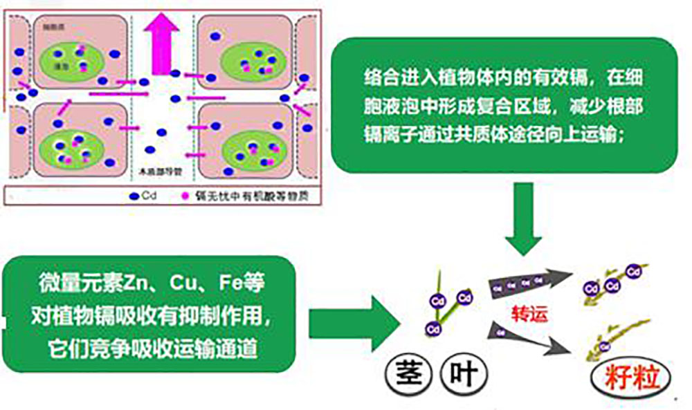 镉无忧叶面阻控剂